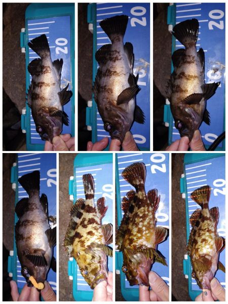 ストップアンドゴーでガシラ、メバル