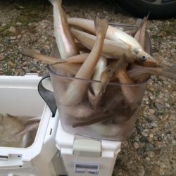 近場のサーフでキスのアタリを楽しみました