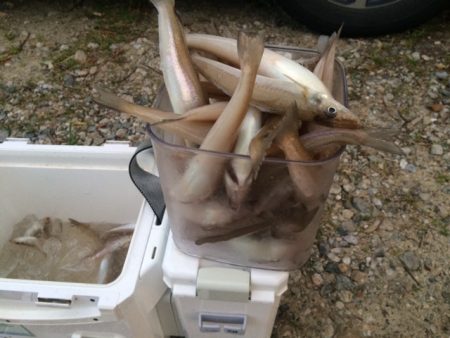 近場のサーフでキスのアタリを楽しみました