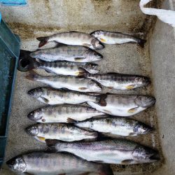 久々のヤマメ満喫