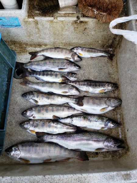 久々のヤマメ満喫