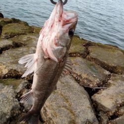 ルアーでの久々の釣果です。とても嬉しい一匹でした。