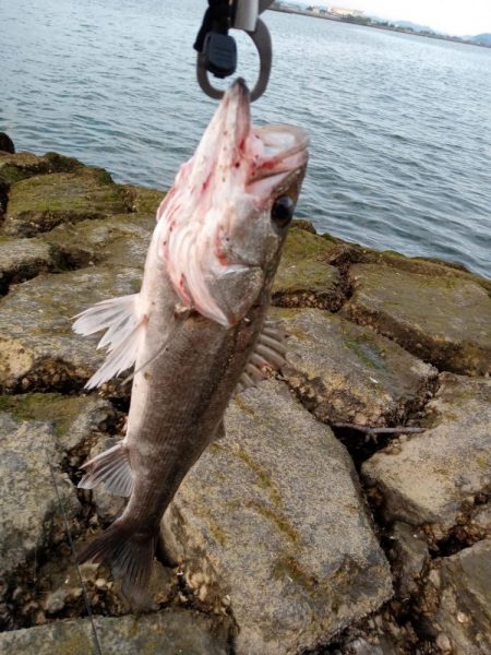 ルアーでの久々の釣果です。とても嬉しい一匹でした。