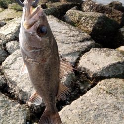 シーバス釣れてます