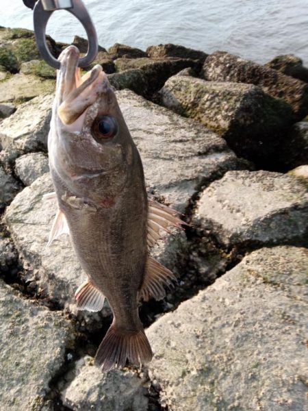 シーバス釣れてます
