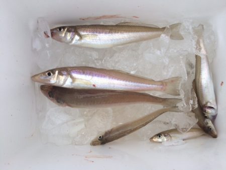 近場の浜に短時間の釣行をしてきました