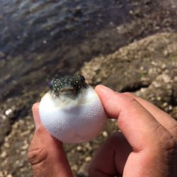黒鯛釣りの大会に参加しました