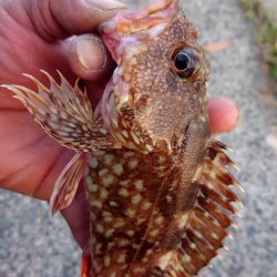 貸し切り良型メバル