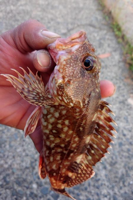 貸し切り良型メバル