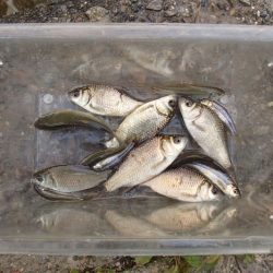 柿の種やらモロコやら