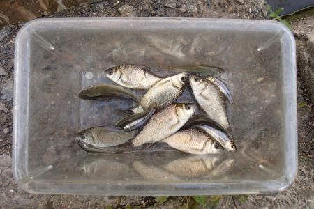 柿の種やらモロコやら