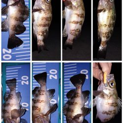 メバル自己最多！