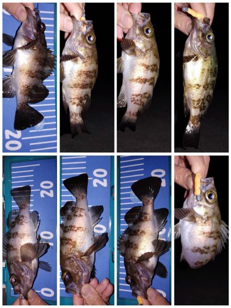 メバル自己最多！