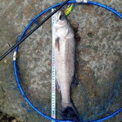 シーバス…釣れています