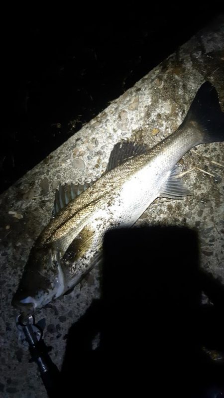 まだ釣れました。