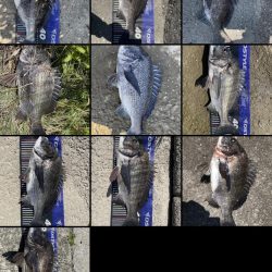 イチノ兄弟、釣果！