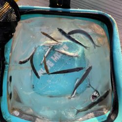 久しぶりのイワシっこ