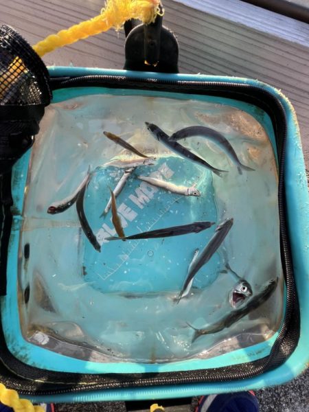 久しぶりのイワシっこ