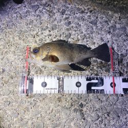 ついに出た!ショアで尺メバル!