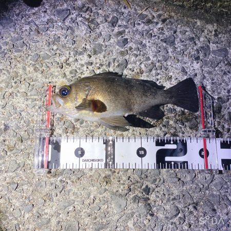 ついに出た!ショアで尺メバル!