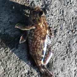 ジグヘッドでエサ釣り