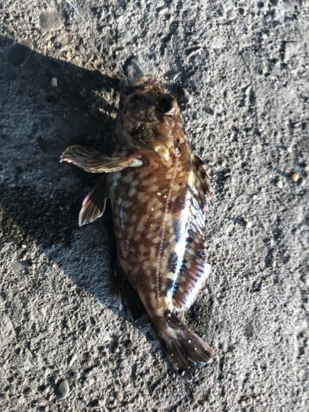 ジグヘッドでエサ釣り