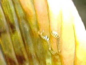 シーズン終盤のメバリング