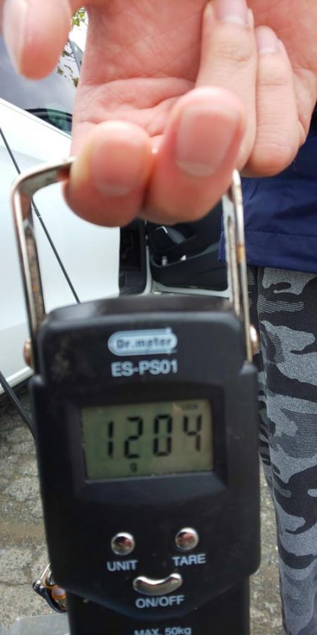 爆風だったので湾奥でコウイカ狙い