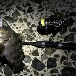 数釣りメバリング