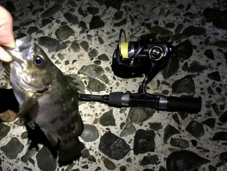 数釣りメバリング