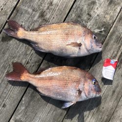 イカダの団子釣り