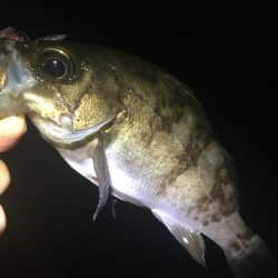 たかたかの釣り日記