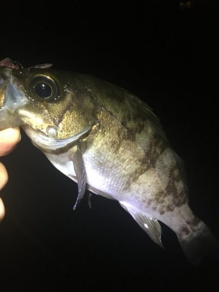 たかたかの釣り日記