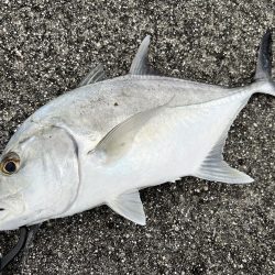 １年ぶりの釣果でロウニンアジ