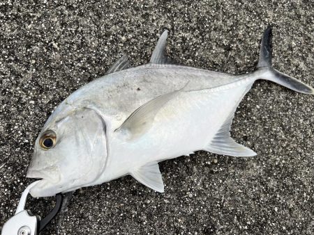 １年ぶりの釣果でロウニンアジ