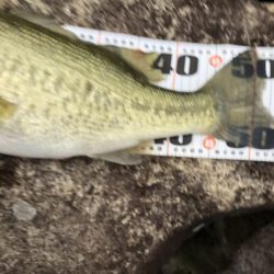 朝マズメだけで2本