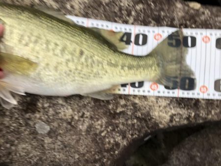 朝マズメだけで2本