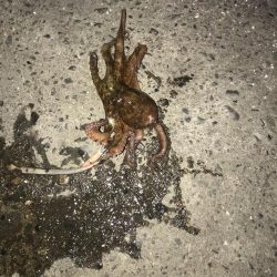 ジグタンエサ釣り