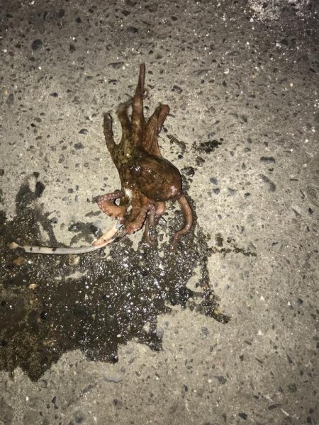 ジグタンエサ釣り