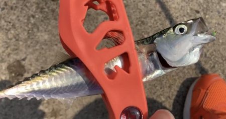 ダイソーサビキでサバ釣り