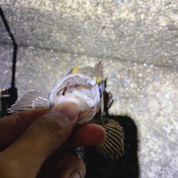 過去最高の釣果&自己記録更新