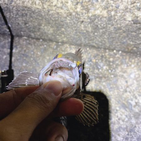 過去最高の釣果&自己記録更新