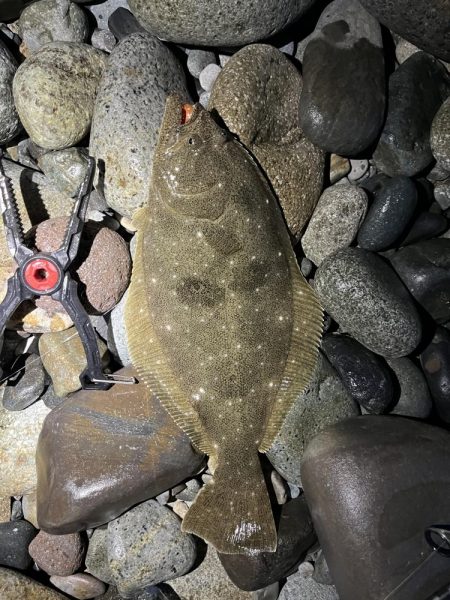 シーバスはお留守