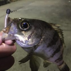 たかたかの釣り日記