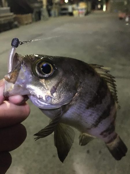 たかたかの釣り日記