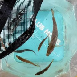 豆アジチョロチョロ