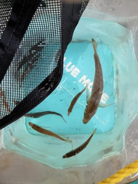 豆アジチョロチョロ