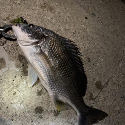 チヌハンターパート3