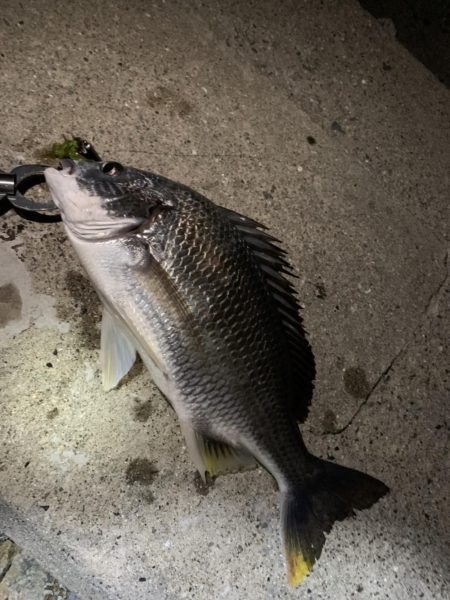 チヌハンターパート3