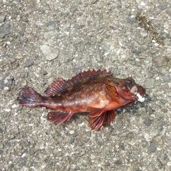 3年ぶりの淡路島　根魚に遊んでもらいました。